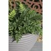 Cyrtomium fortunei | Fern Grower's Favourite | Perennial | 5 x Large Plugs
