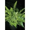 Polystichum tsussimense | Fern Grower's Favourite | Perennial | 5 x Large Plugs