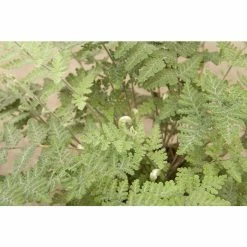 Cheilanthes lanosa | Fern Grower's Favourite | Perennials | 5 x Large Plugs