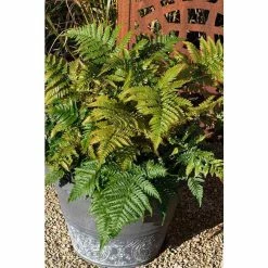 Dryopteris erythrosora | Fern Grower's Favourite | Perennial | 5 x Large Plugs
