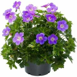 Geranium 'Bloom Me Away®' | Perennial | 5 x Large Plugs