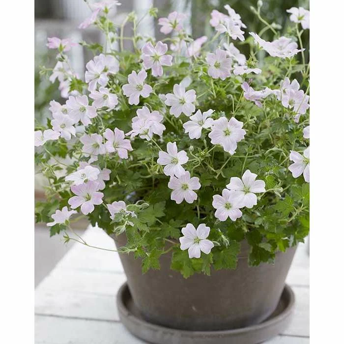 Geranium 'Dreamland' | Perennial | 5 x Large Plugs