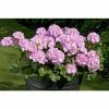 Geranium Green Leaf 'Trend Gesa Light Pink' | Perennial | 5 x Large Plugs