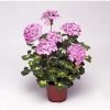 Geranium Variegated 'Happy Thought Pink' | Perennial | 5 x Large Plugs