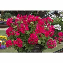 Geranium Macarda® 'Magenta' | Bedding | 5 x Large Plugs