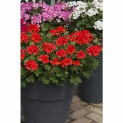 Geranium Macarda® 'Orange' | Bedding | 5 x Large Plugs