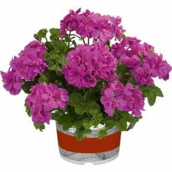 Geranium Semi-Double 'Sunflair® Amethyst' | Bedding | 5 x Large Plugs