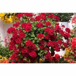Geranium Semi-Double 'Sunflair® Ruben Dark Red' | Bedding | 5 x Large Plugs