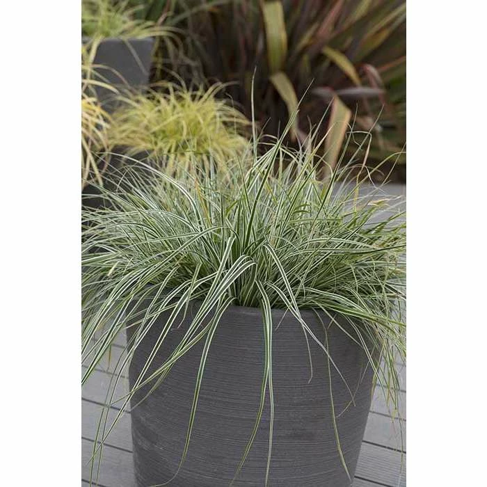 Grass Collection | Carex EvercolorĀ® 'Everest' | Perennial | 5 x Large Plugs