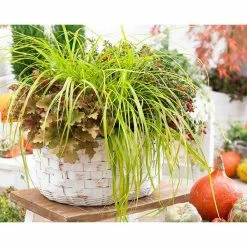 Grass Collection | Carex Evercolor® 'Everillo' | Perennial | 5 x Large Plugs
