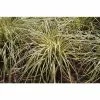Grass Collection | Carex 'Evergold' | Perennial | 5 x Large Plugs