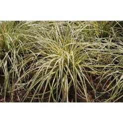 Grass Collection | Carex 'Evergold' | Perennial | 5 x Large Plugs