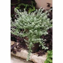 Helichrysum 'Silver Mist' | Bedding | 5 x Large Plugs