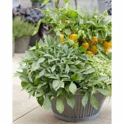 Ipomoea Treasure Island 'Tahiti' | Bedding | 5 x Large Plugs