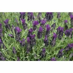 Lavandula stoechas Bandera 'Deep Purple' | Perennial | 5 x Large Plugs