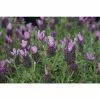 Lavandula stoechas Bandera 'Deep Rose' | Perennial | 5 x Large Plugs