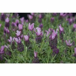 Lavandula stoechas Bandera 'Deep Rose' | Perennial | 5 x Large Plugs