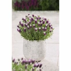 Lavandula stoechas Bandera 'Pink' | Perennial | 5 x Large Plugs