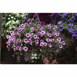 Petunia Surfinia® 'Pink Vein' | Bedding | 5 x Large Plugs