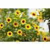 Helianthus Sunbelievable 'Brown Eyed Girl' | Bedding | 5 x Large Plugs