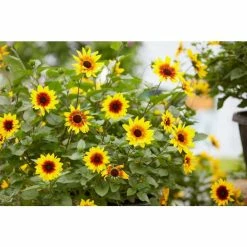 Helianthus Sunbelievable 'Brown Eyed Girl' | Bedding | 5 x Large Plugs