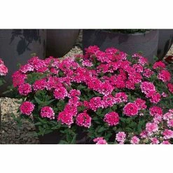 Verbena Showboat 'Magenta' | Bedding | 5 x Large Plugs