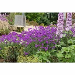 Verbena rigida 'Santos Purple' | Perennial | 5 x Large Plugs