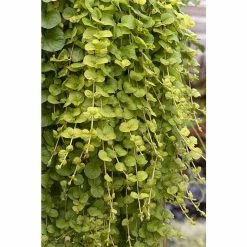 Lysimachia nummularia Aurea | Bedding | 5 x Large Plugs