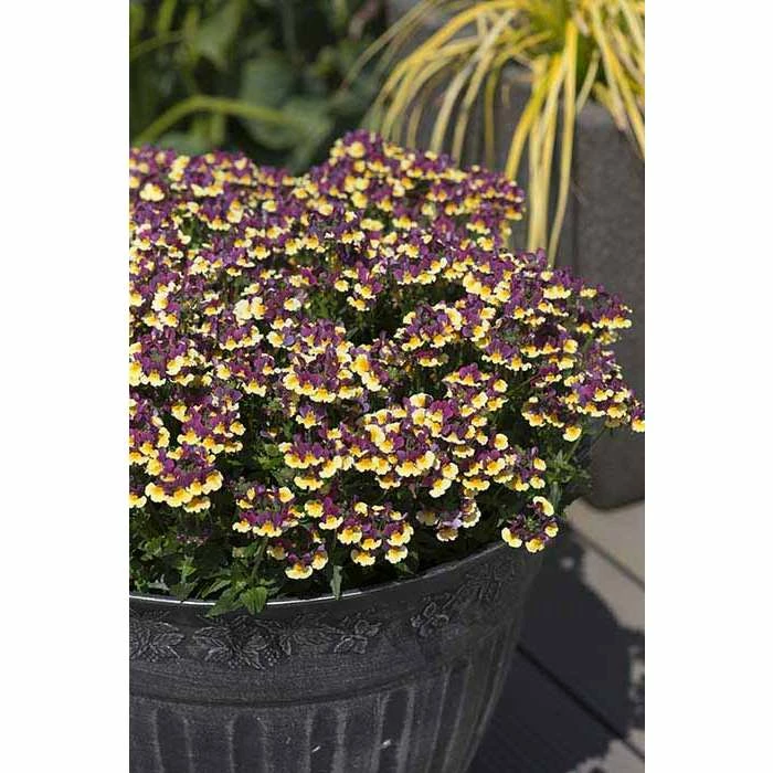 Nemesia Scented 'Rhubarb and Custard' | Bedding | 5 x Large Plugs