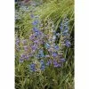 Penstemon heterophyllus 'Electric Blue' | Perennial | 5 x Large Plugs