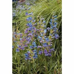 Penstemon heterophyllus 'Electric Blue' | Perennial | 5 x Large Plugs