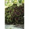 Coleus 'Chocolate Mint' | Bedding | 5 x Large Plugs