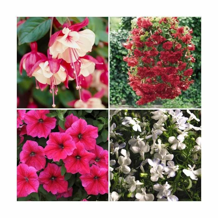 30 x Jumbo Plugs | Hanging Basket Plant Collection | Hand-Picked By Experts