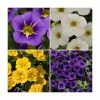 60 x Jumbo Plugs | Colourful Calibrachoa Collection | Hand-Picked By Experts