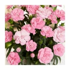 Dianthus '1 <3 U' | | Bedding | 5 x Large Plugs